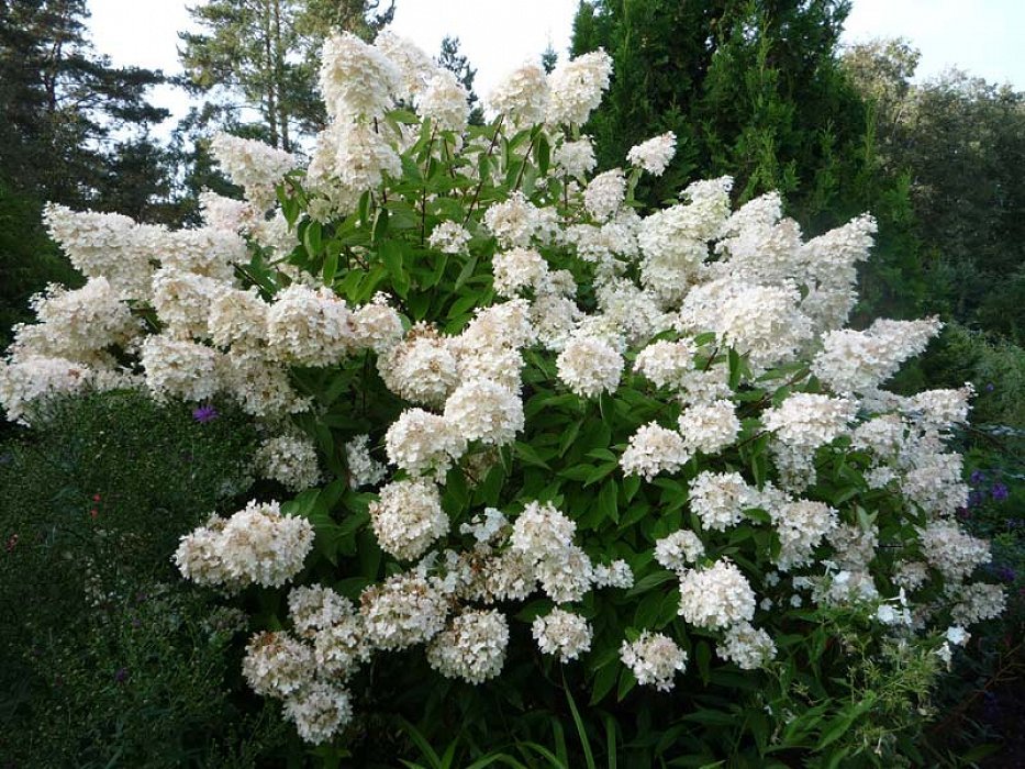 Представитель Семейства Hydrangeaceae